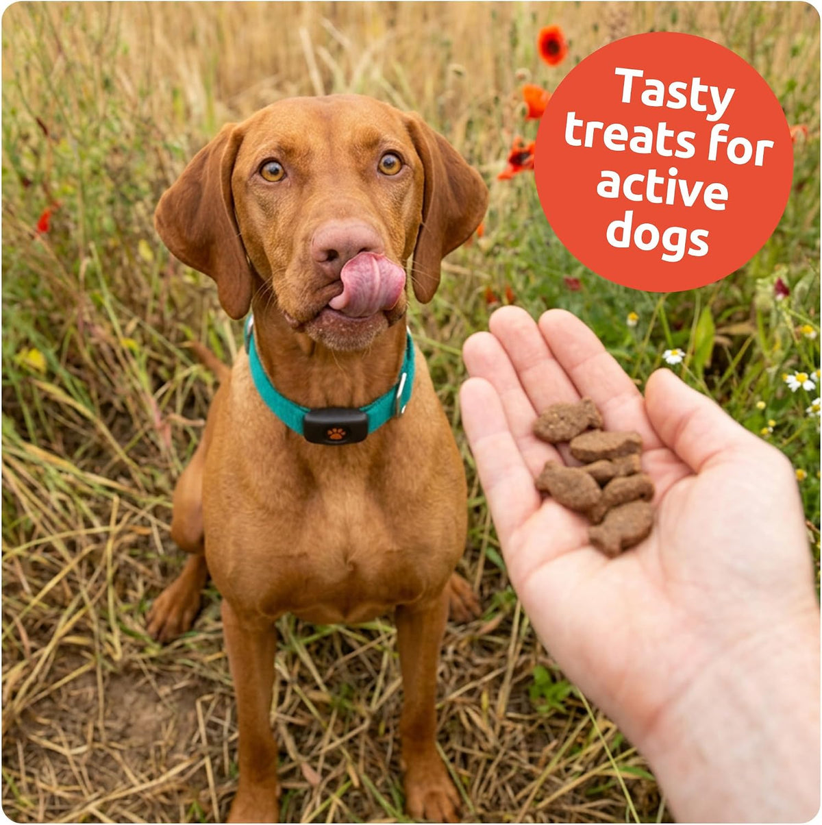 Dog Training Treats - Grain Free - Dog Treats - Made in UK